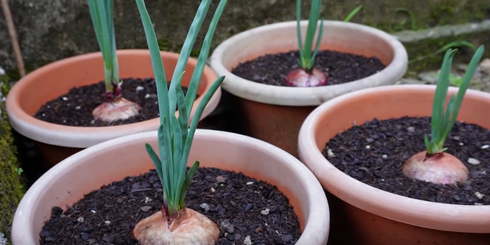 Onions