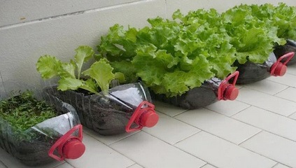 Container plants